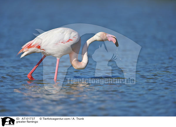 greater flamingo / AT-01737