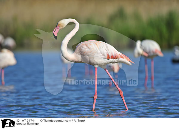greater flamingo / AT-01741