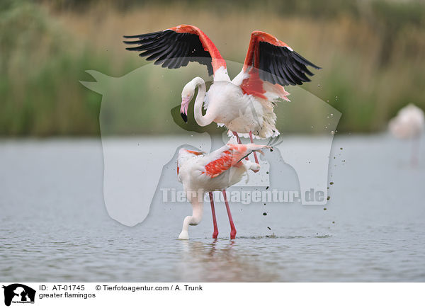 greater flamingos / AT-01745