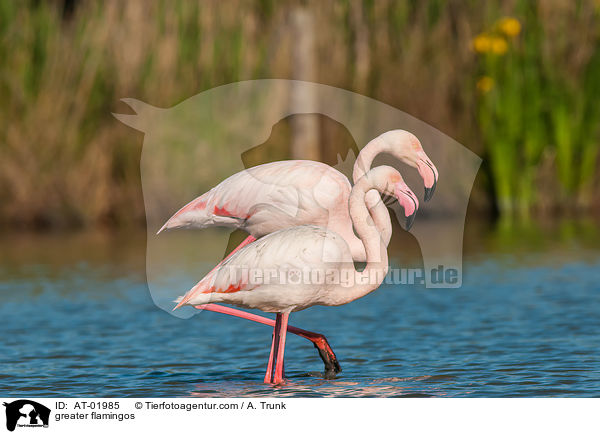 greater flamingos / AT-01985