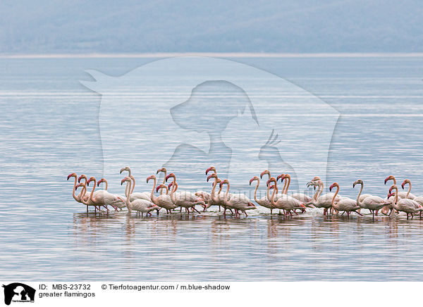 greater flamingos / MBS-23732