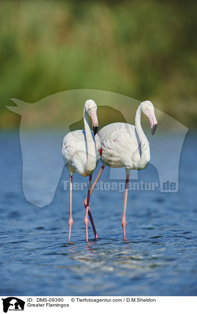 Greater Flamingos / DMS-09390