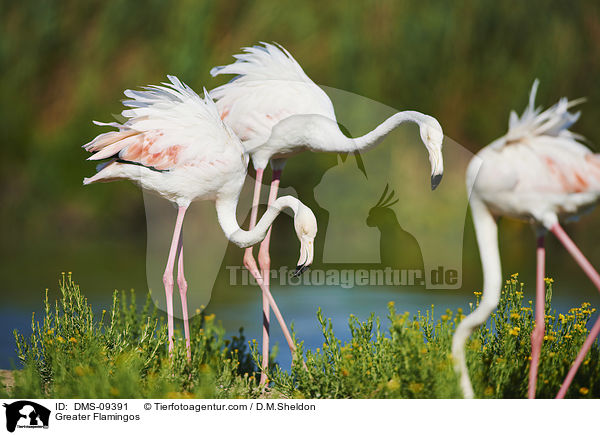 Greater Flamingos / DMS-09391
