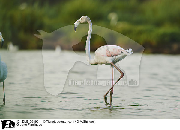 Greater Flamingos / DMS-09396