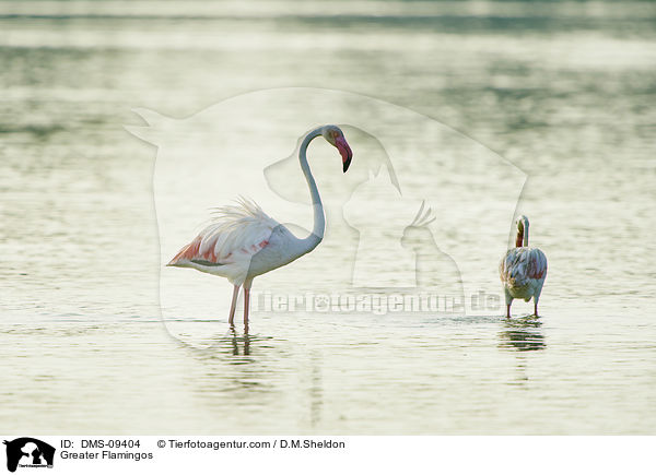 Greater Flamingos / DMS-09404