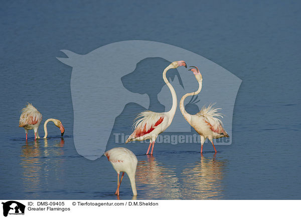 Greater Flamingos / DMS-09405