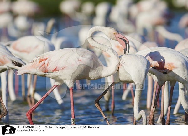 Greater Flamingos / DMS-09507