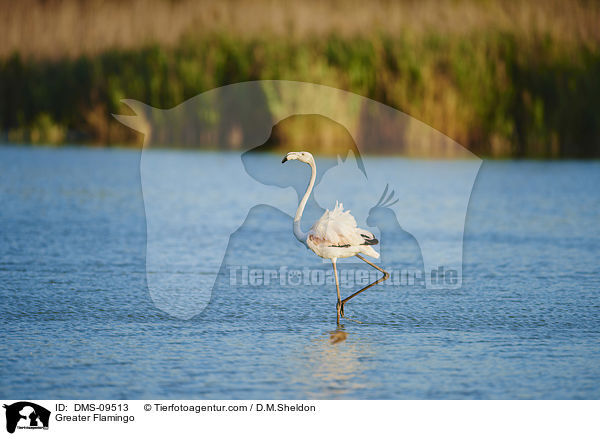Greater Flamingo / DMS-09513