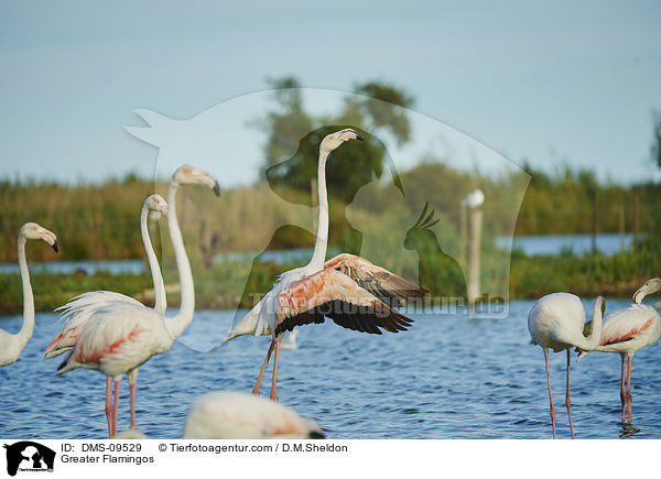 Greater Flamingos / DMS-09529