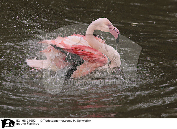 greater Flamingo / HS-01652