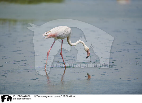 greater flamingo / DMS-09686