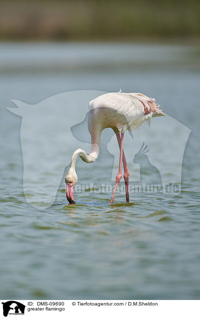 greater flamingo / DMS-09690