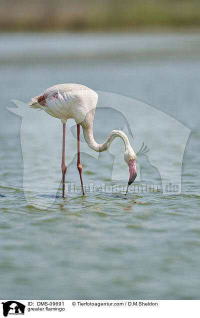 greater flamingo / DMS-09691