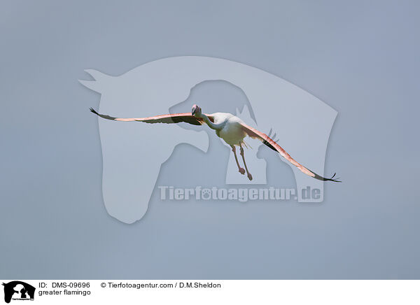 greater flamingo / DMS-09696