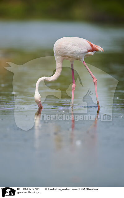 greater flamingo / DMS-09701