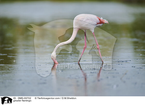 greater flamingo / DMS-09702