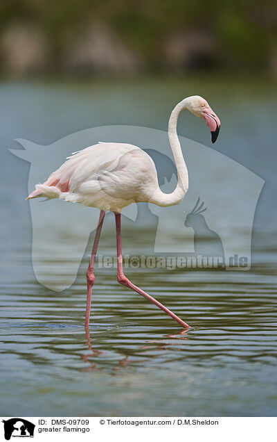 greater flamingo / DMS-09709