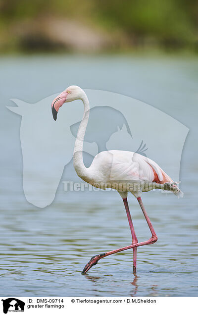 greater flamingo / DMS-09714