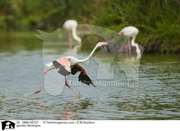 greater flamingos / DMS-09727
