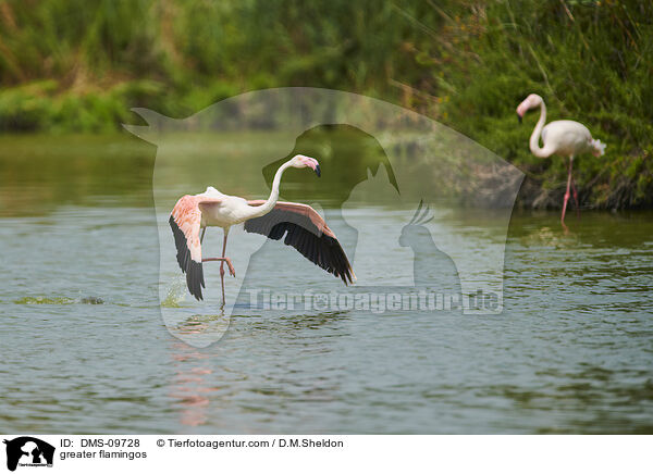 greater flamingos / DMS-09728