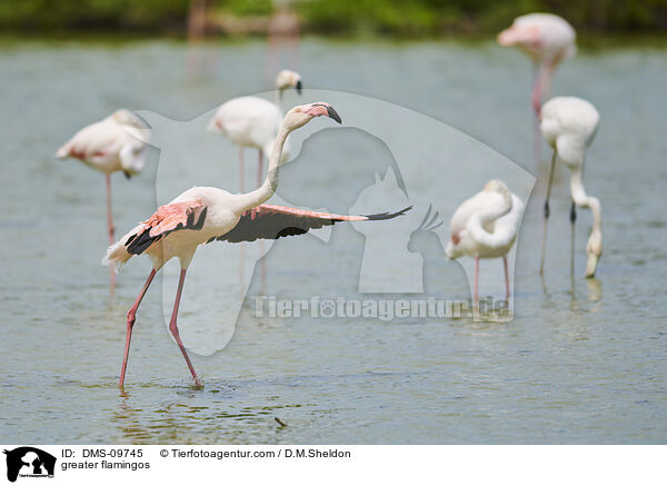 greater flamingos / DMS-09745