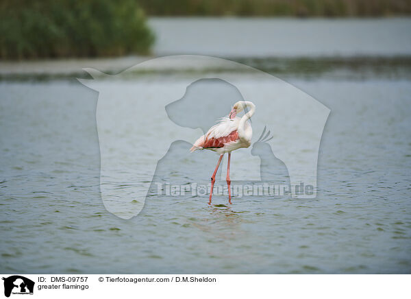 greater flamingo / DMS-09757