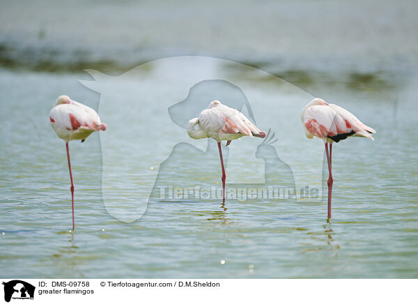 greater flamingos / DMS-09758