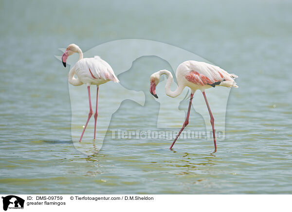 greater flamingos / DMS-09759