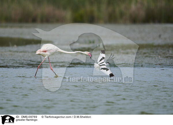 greater flamingo / DMS-09769