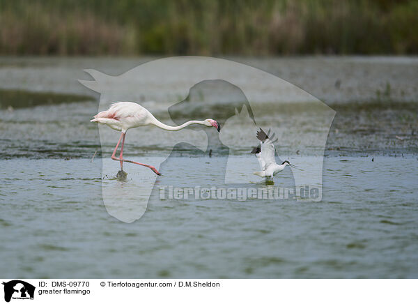 greater flamingo / DMS-09770