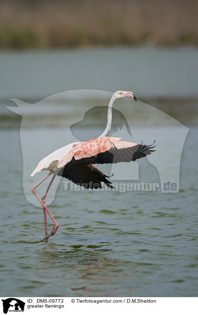 greater flamingo / DMS-09772