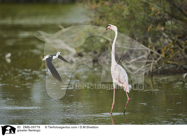greater flamingo / DMS-09779