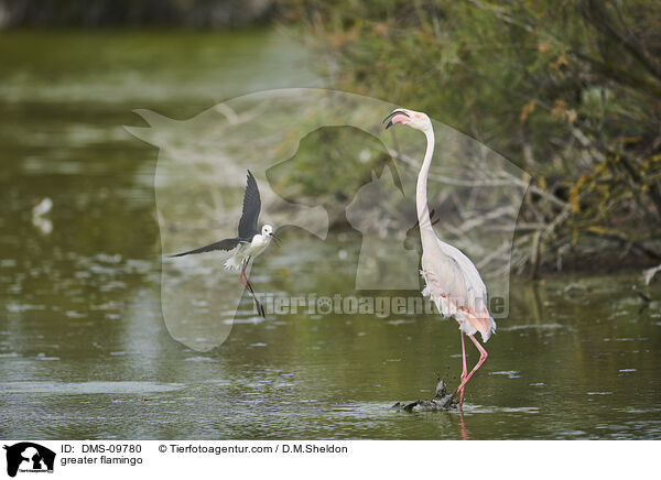 greater flamingo / DMS-09780
