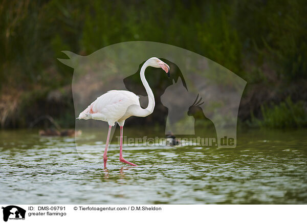 greater flamingo / DMS-09791