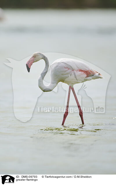 greater flamingo / DMS-09793