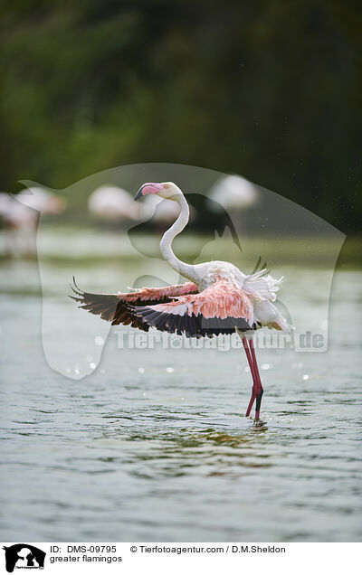 greater flamingos / DMS-09795