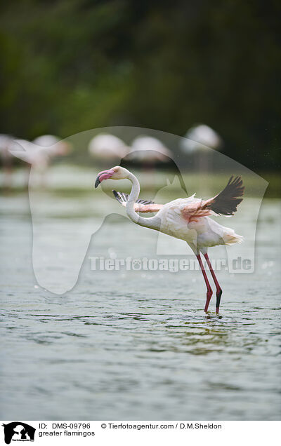 greater flamingos / DMS-09796