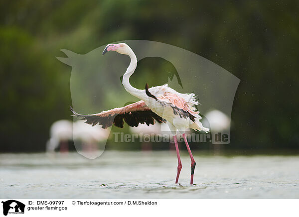 greater flamingos / DMS-09797