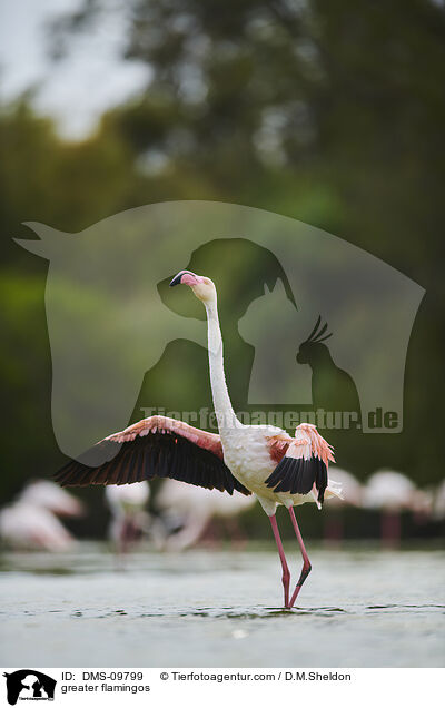 greater flamingos / DMS-09799