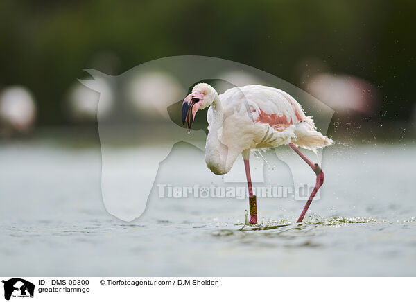 greater flamingo / DMS-09800