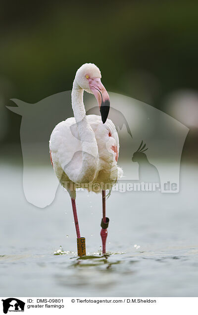 greater flamingo / DMS-09801