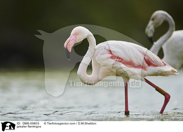 greater flamingos / DMS-09803