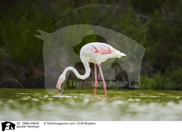 greater flamingo / DMS-09806