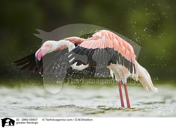 greater flamingo / DMS-09807