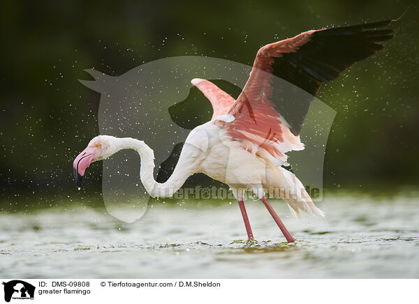 greater flamingo / DMS-09808