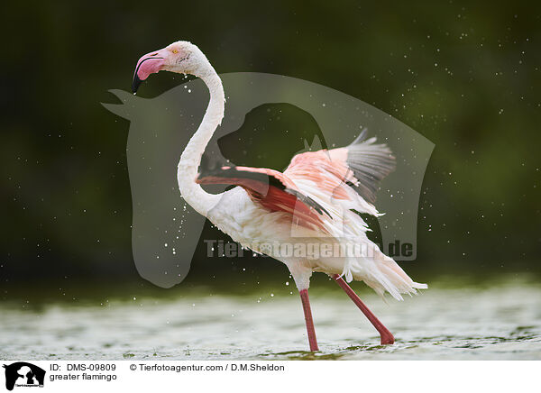 greater flamingo / DMS-09809