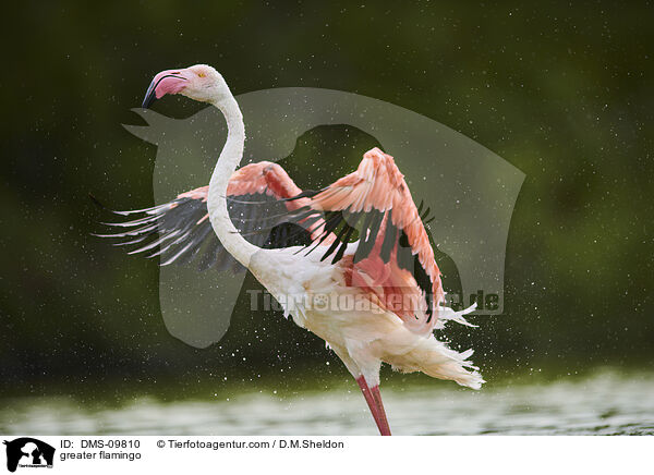 greater flamingo / DMS-09810