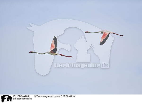 greater flamingos / DMS-09811