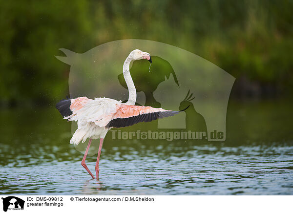 greater flamingo / DMS-09812