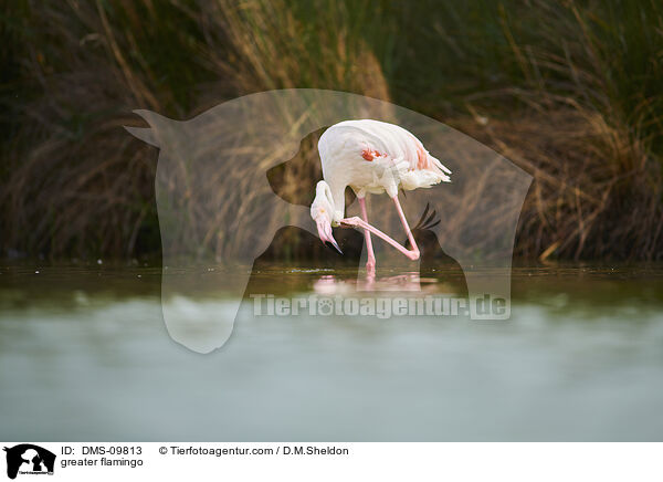 greater flamingo / DMS-09813